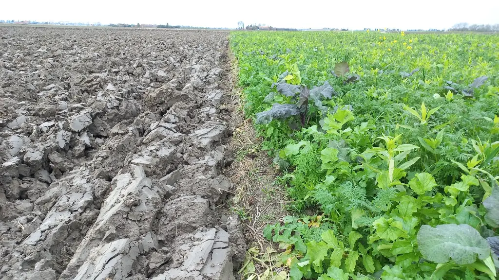 betamaxx_natural_grown