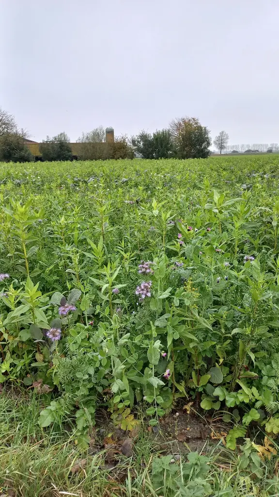 betamaxx_natural_grown