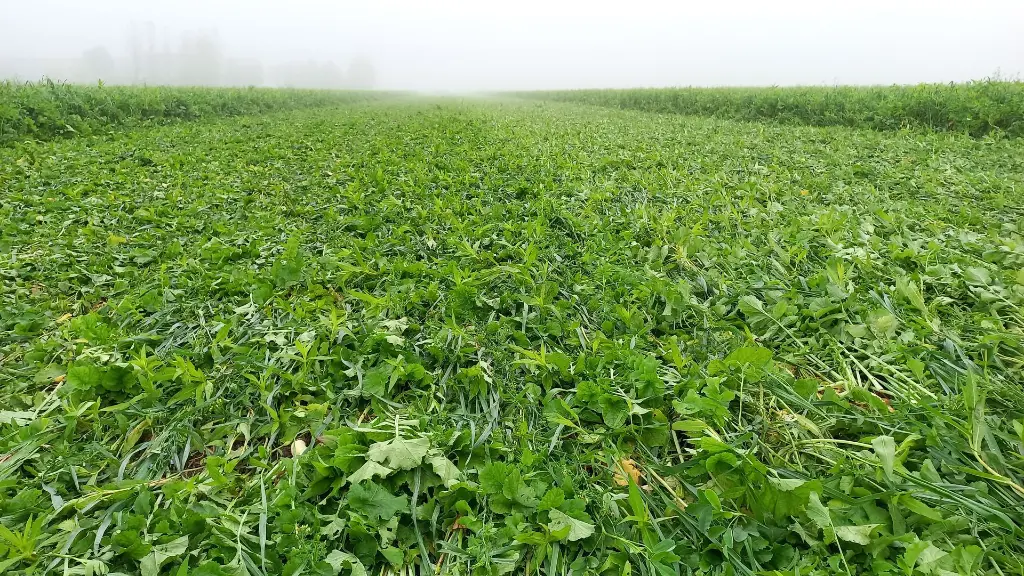 solarigol_natural_grown