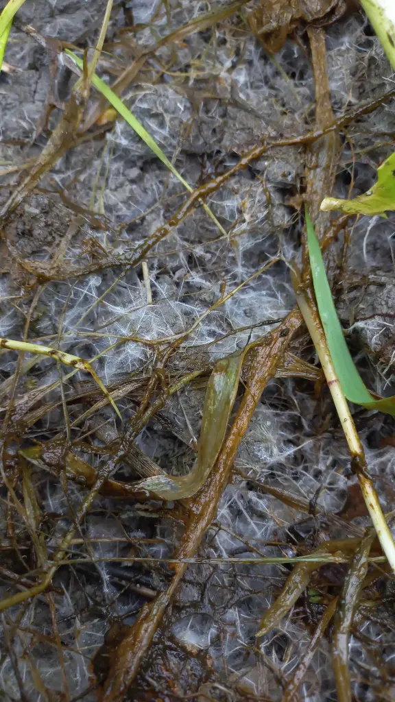 solarigol_natural_grown