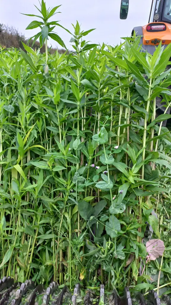 warmseason_natural_grown