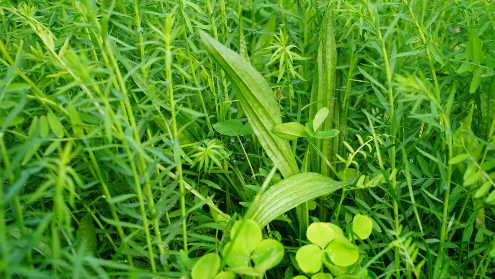 TERRALIFE SOILPROTECT PER ZAK 25KG