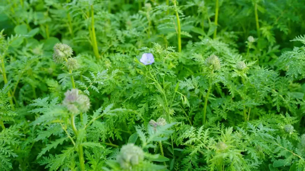 Green Power Organic per zak 25kg