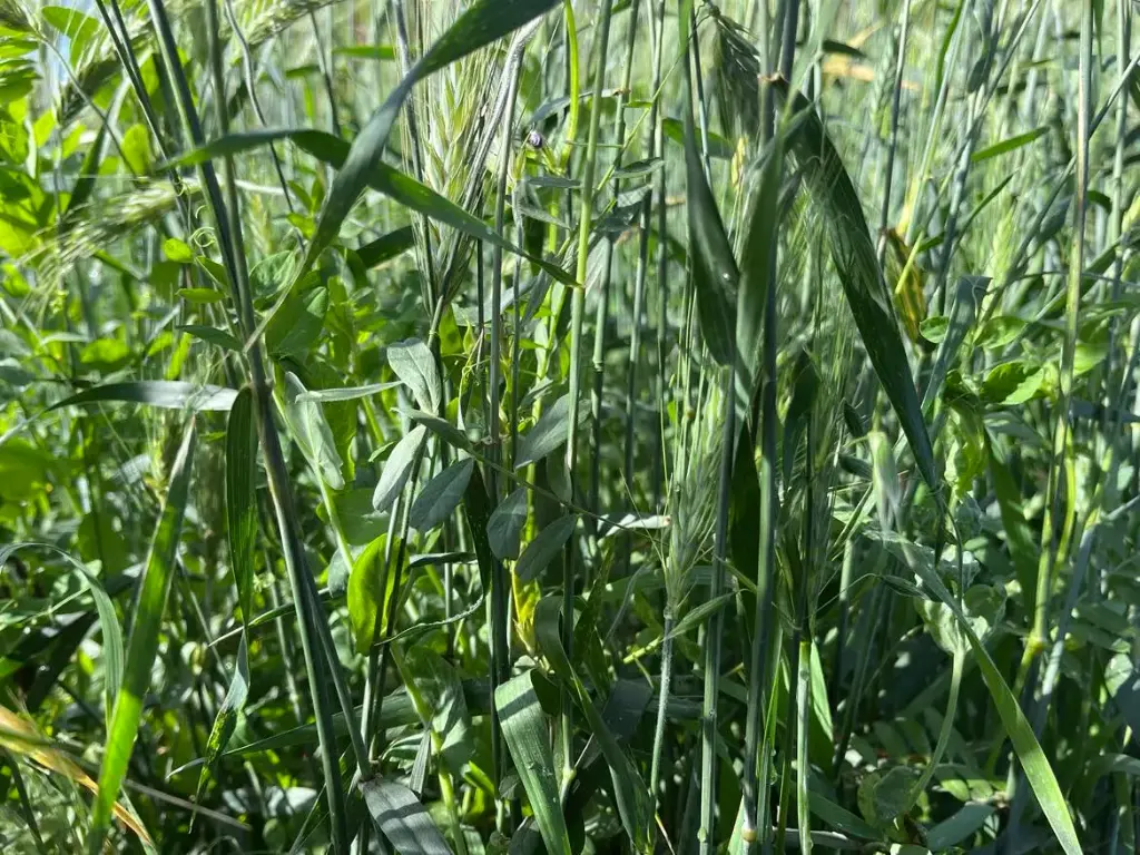 NG WINTERMIX per zak 25kg 