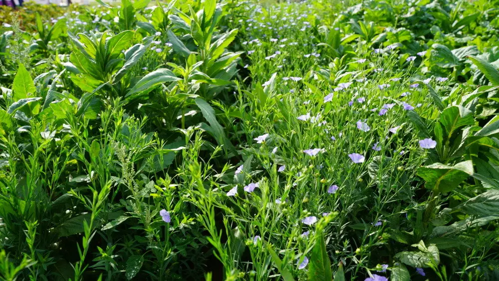 SolanumPro per zak 25kg