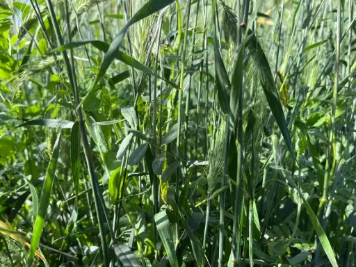 [VZA NGWI Z0025] NG WINTERMIX per zak 25kg 